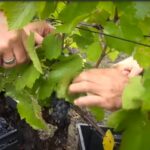 vendanges